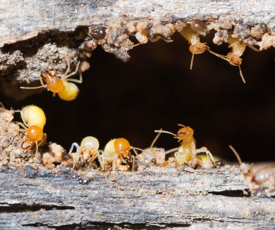do termites like humidity