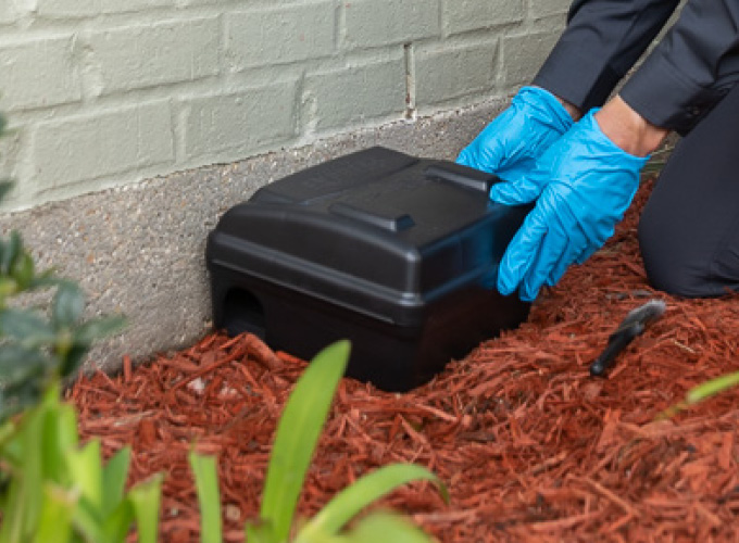 is it better to trap or poison mice