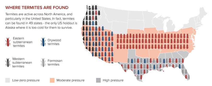 termite map us